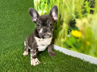 French Bulldog male Puppy for sale 007996135